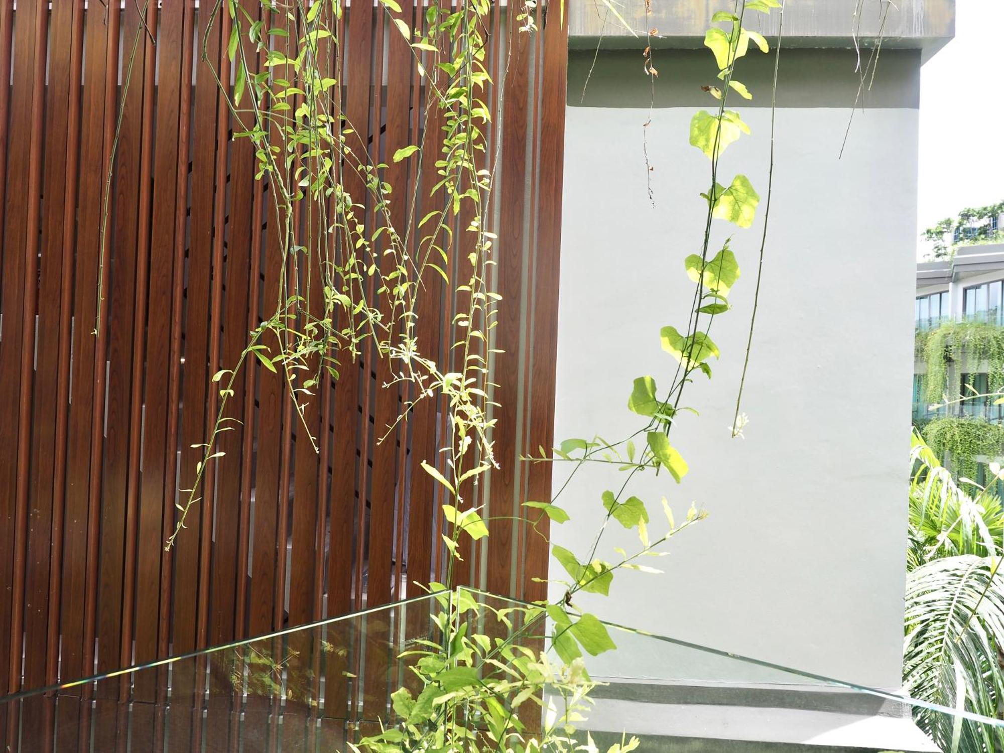 Panwaburi Beachfront Resort - Sha Extra Plus Esterno foto A green wall in Singapore